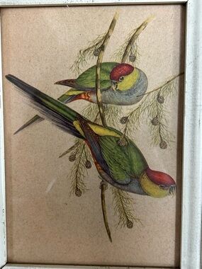 Vintage framed J. Gould Bird Print Parakeets Illustration 12x9 Ornithology Art